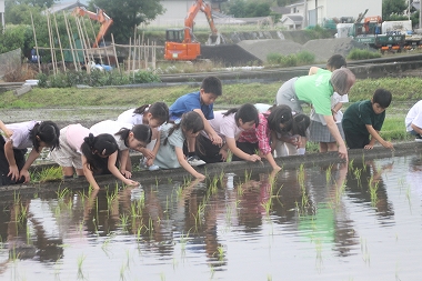 田植え体験