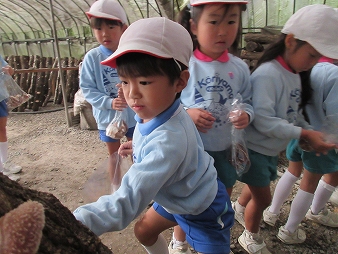 しいたけ狩り