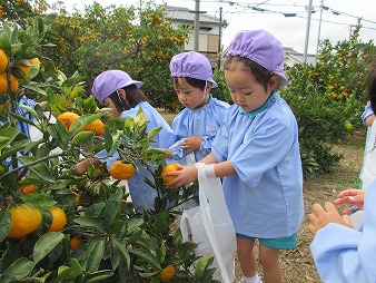 みかん狩り