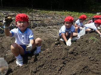 じゃがいも掘り