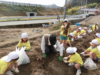 さつま芋掘り(きりん組)